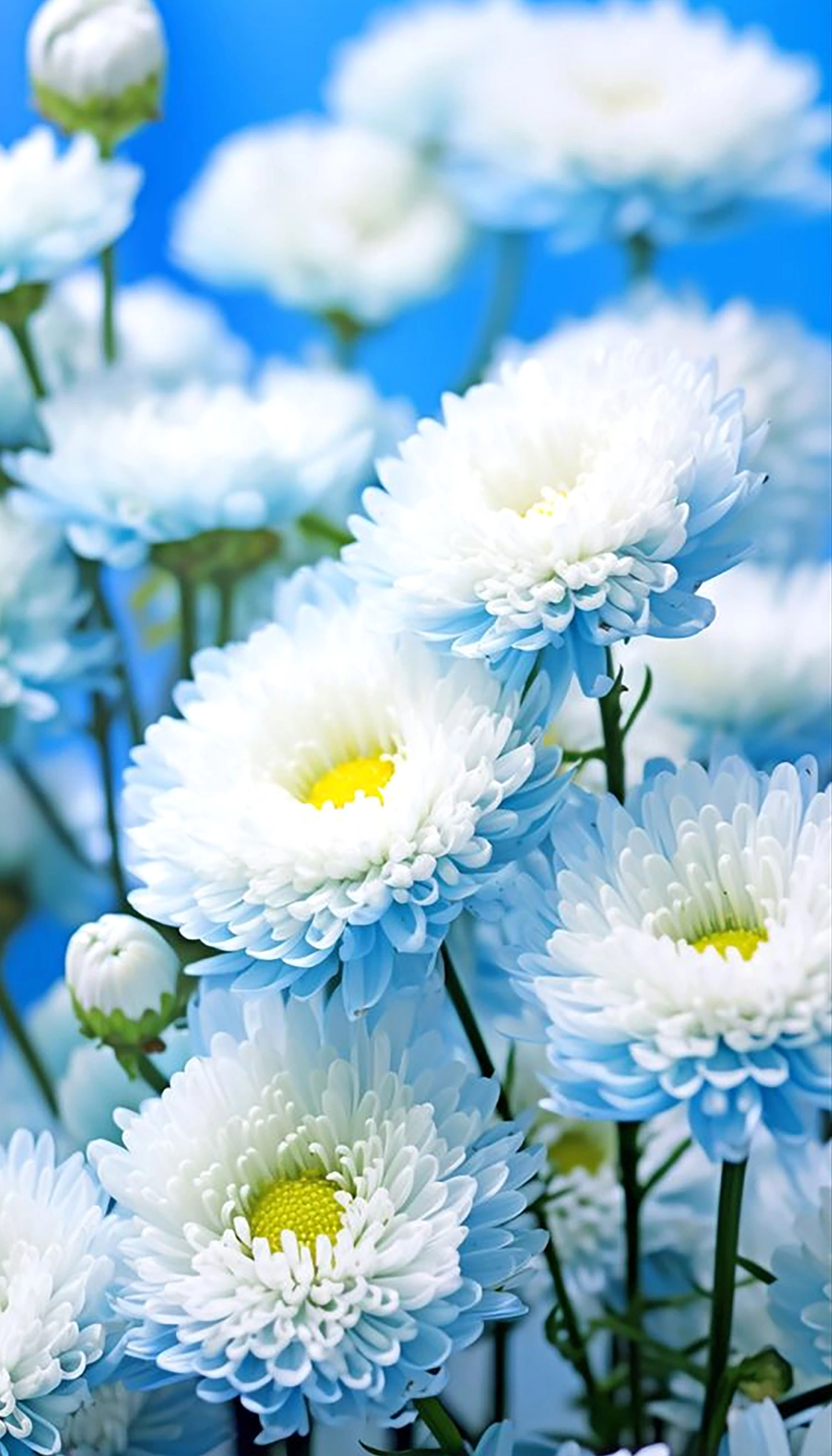 hinh-nen-hoa-cuc-cho-dien-thoai-sieu-net