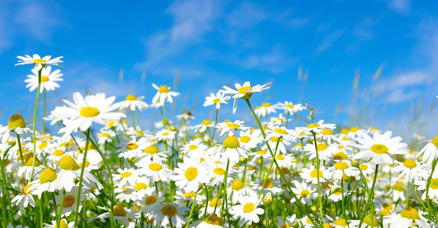 Hình nền hoa cúc cho máy tính