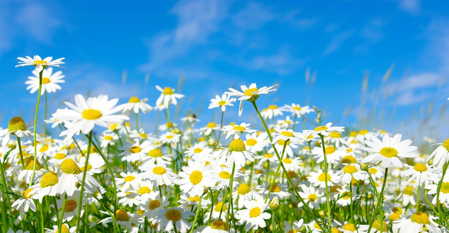 Hình nền hoa cúc cho máy tính