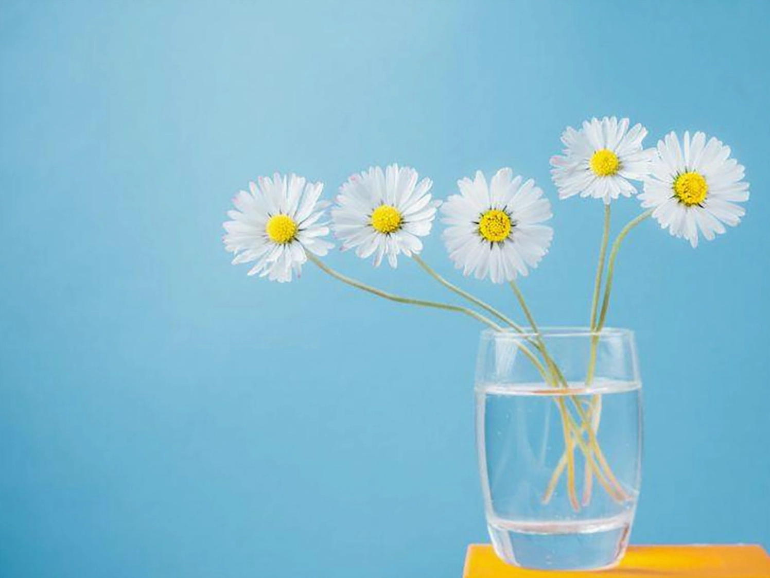 Hình nền hoa cúc cho máy tính đơn giản