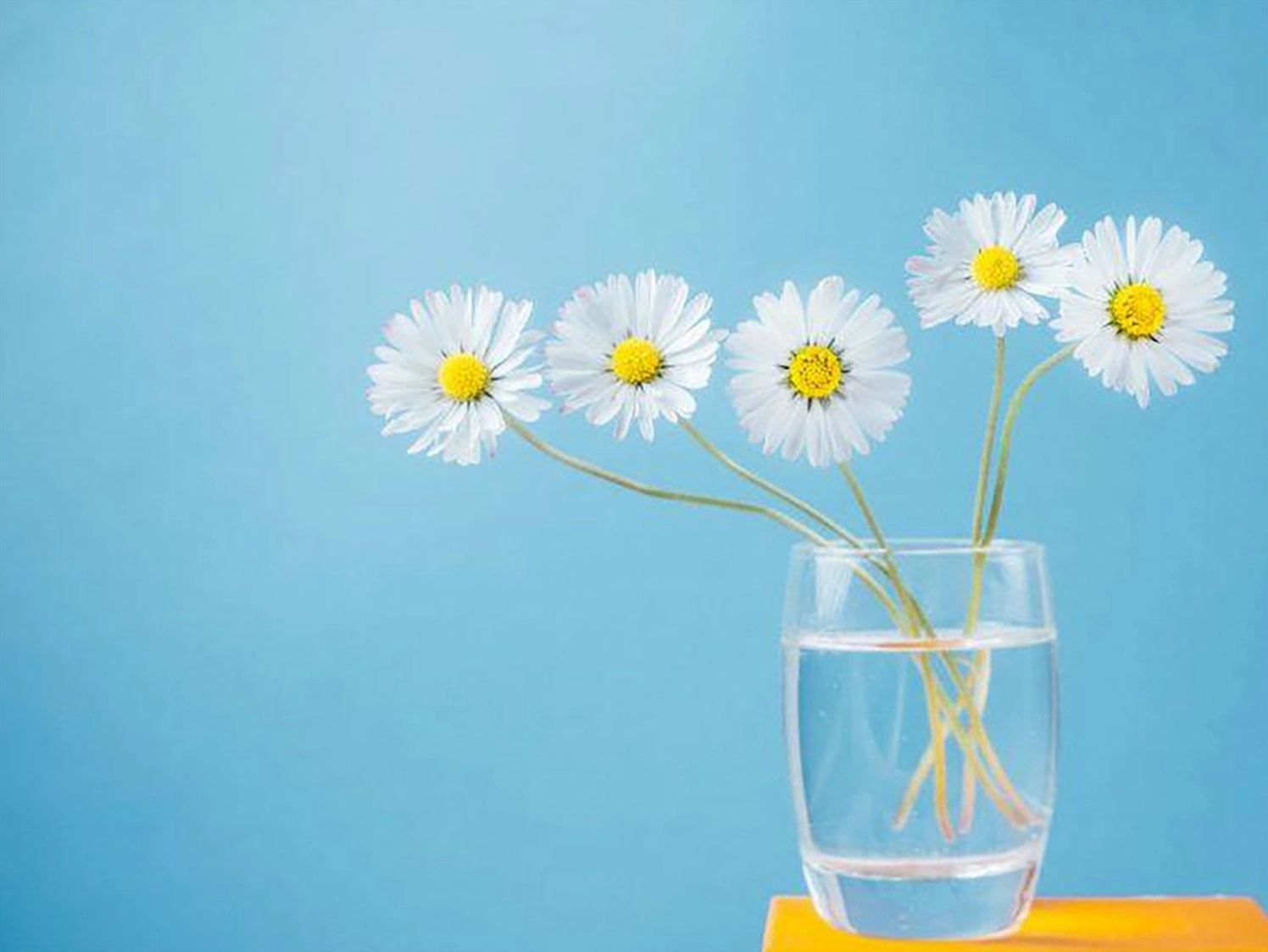 Hình nền hoa cúc cho máy tính đơn giản