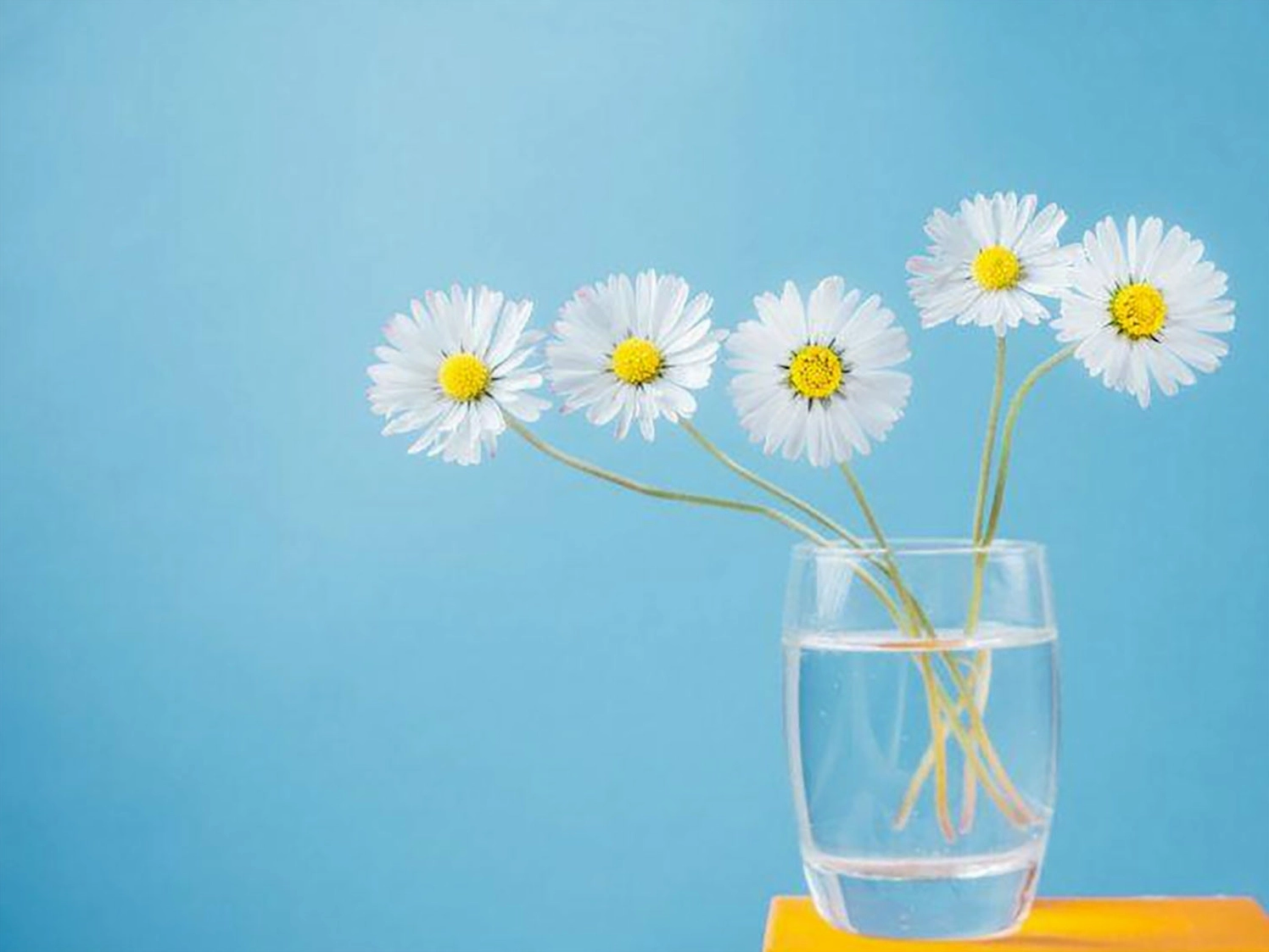 Hình nền hoa cúc cho máy tính đơn giản