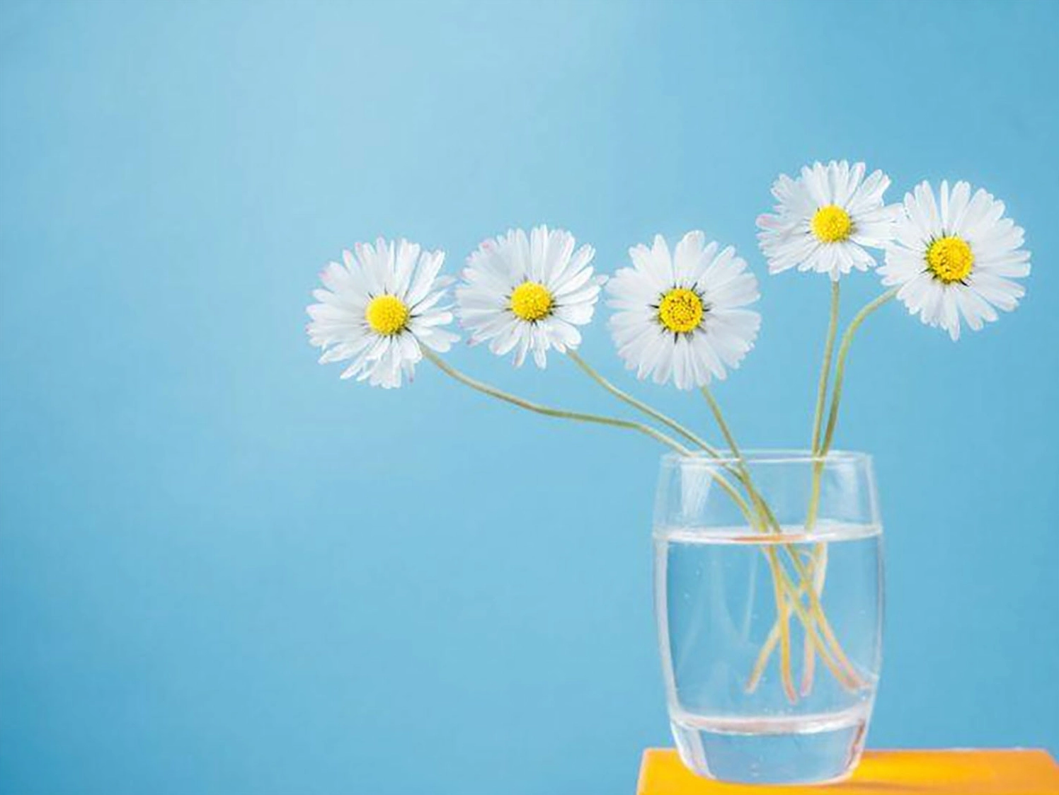 hinh-nen-hoa-cuc-cho-may-tinh-don-gian