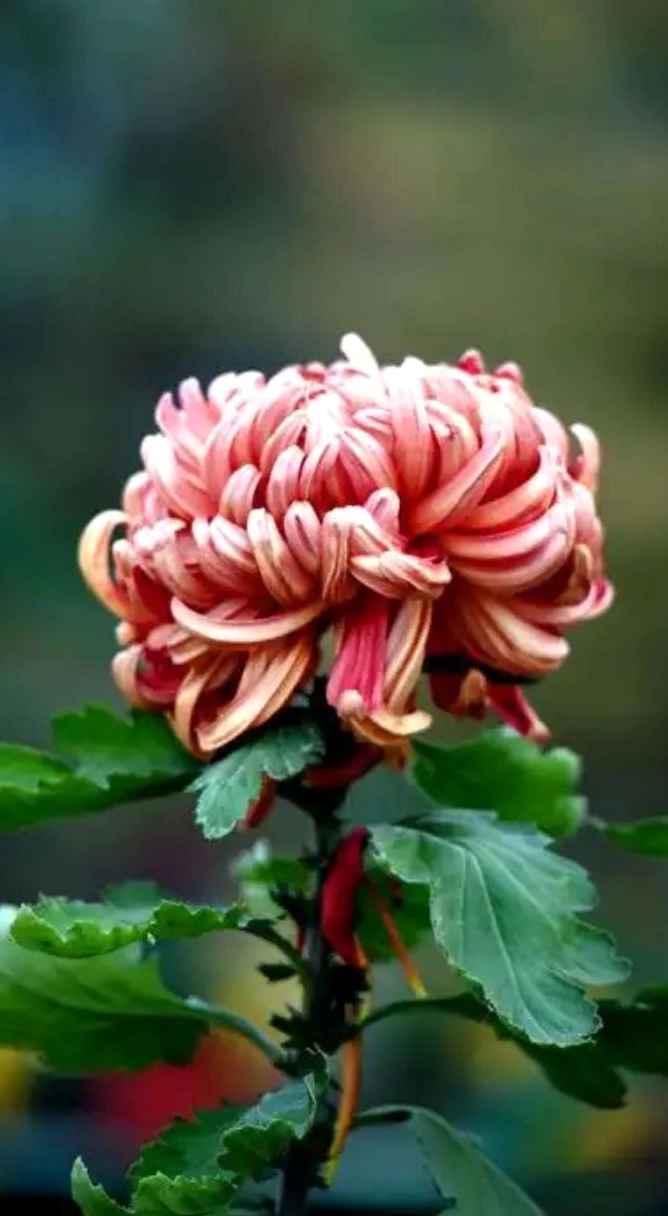 Hình nền hoa cúc ngũ sắc 1