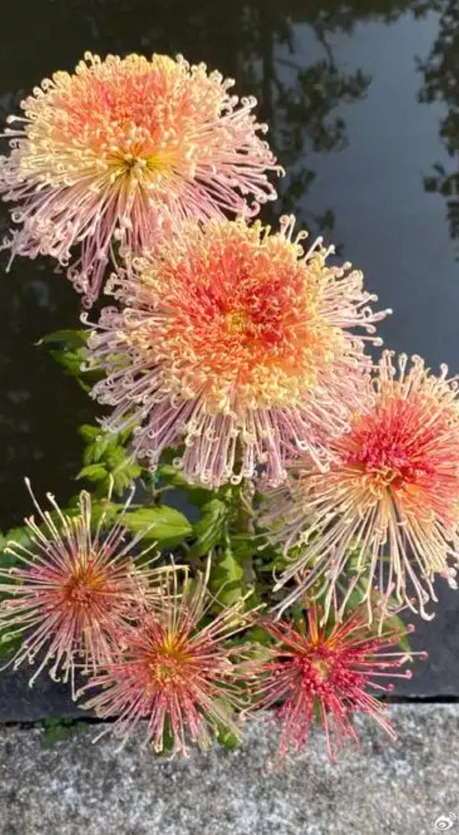 Hình nền hoa cúc ngũ sắc 2