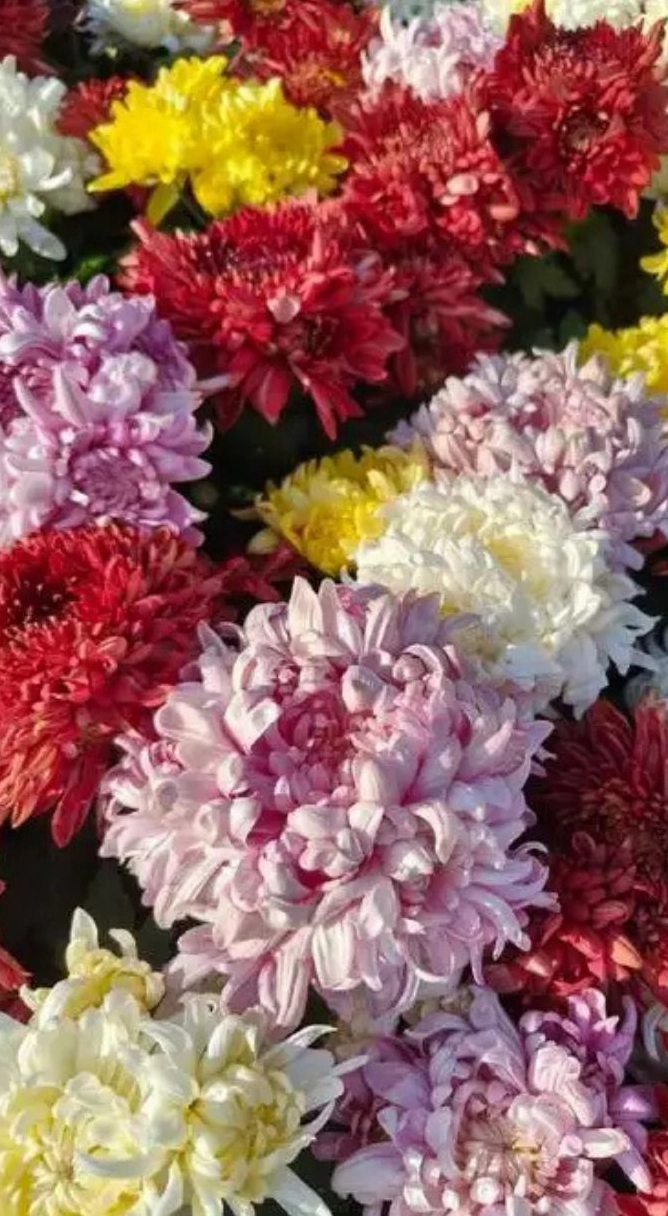 Hình nền hoa cúc ngũ sắc 3