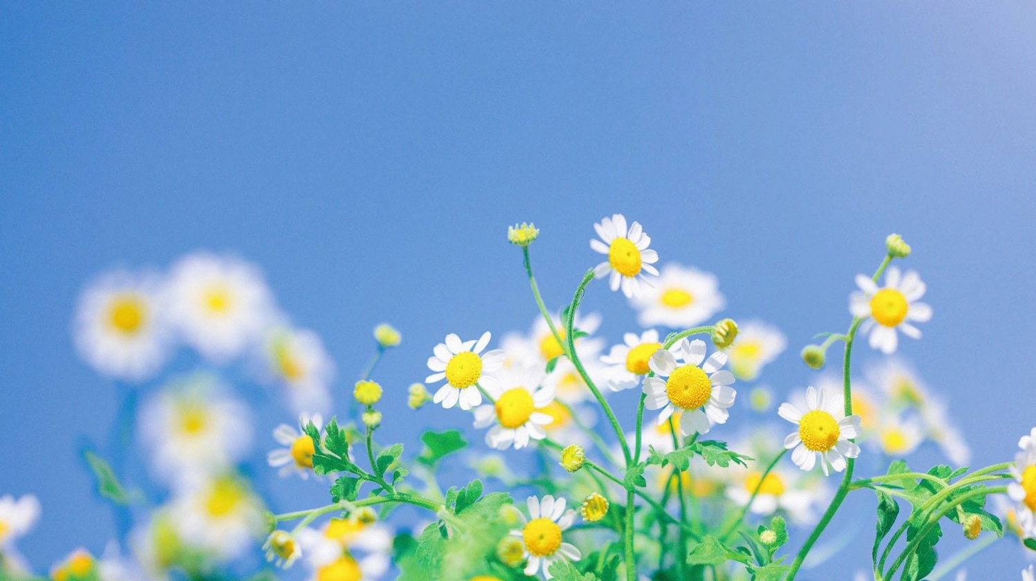 Hình nền hoa cúc top 200