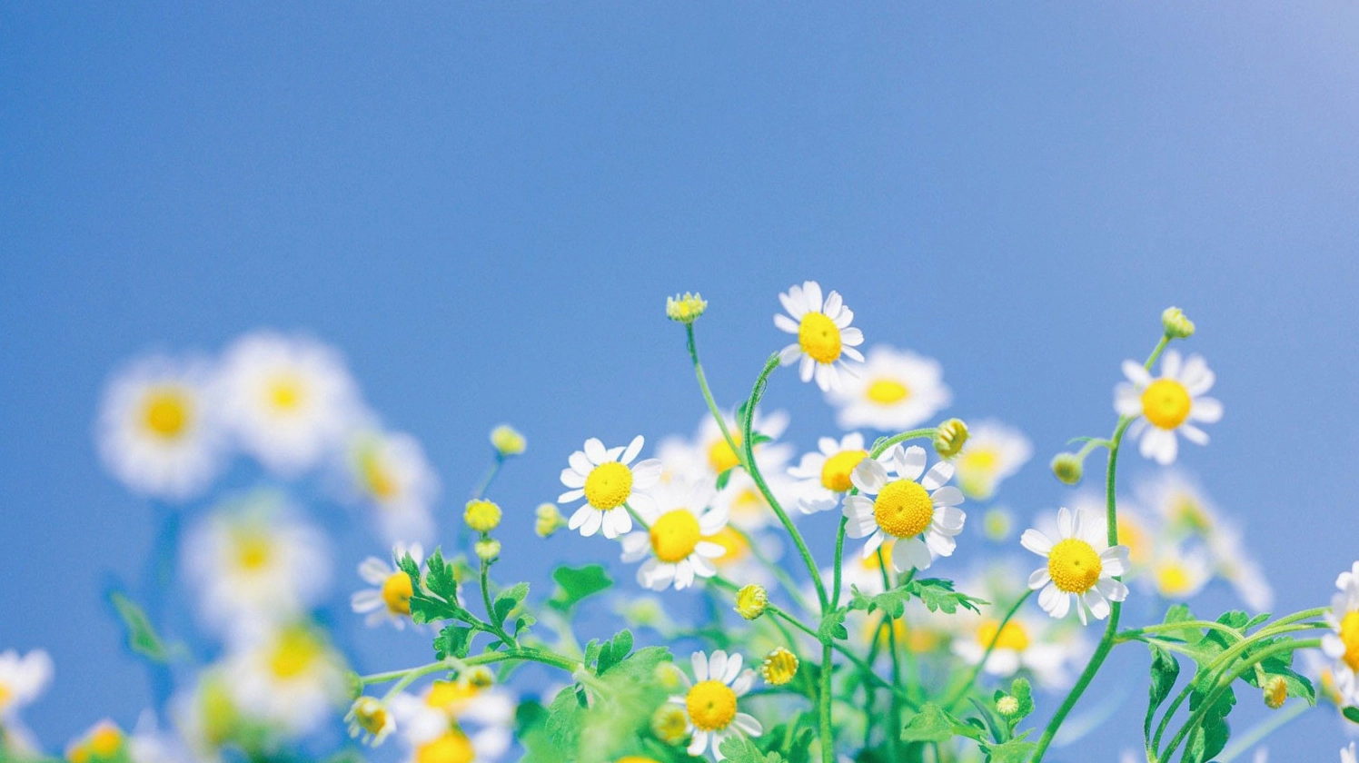 Hình nền hoa cúc top 200 đẹp rực rỡ