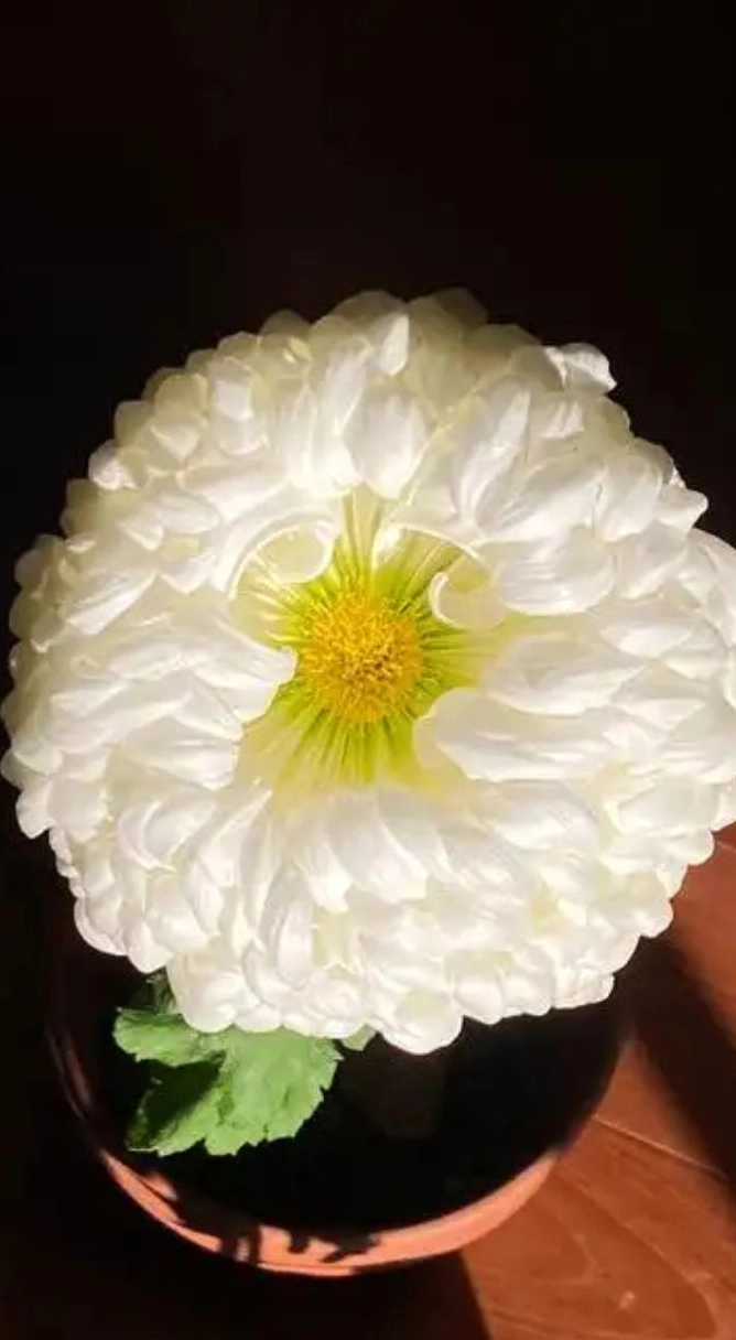 Hình nền hoa cúc trắng 1