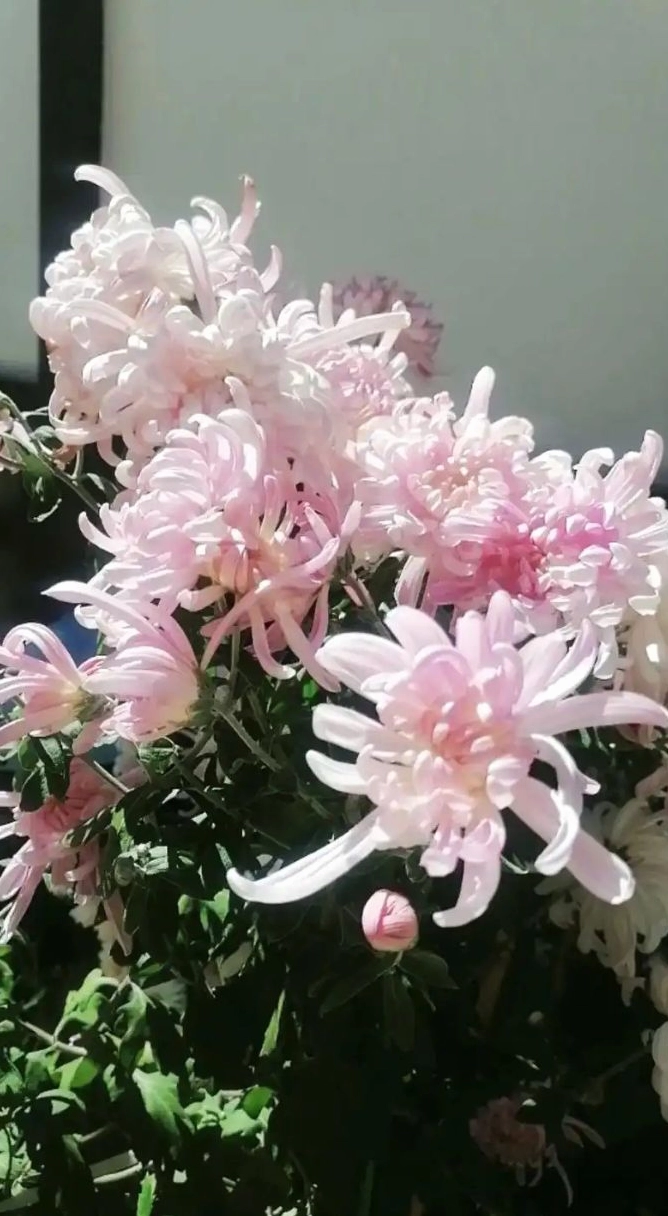 Hình nền hoa cúc trắng 2