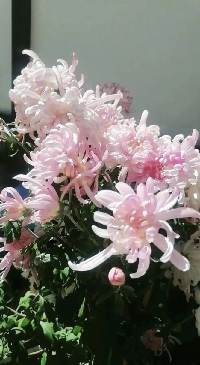 Hình nền hoa cúc trắng 2 nhẹ nhàng