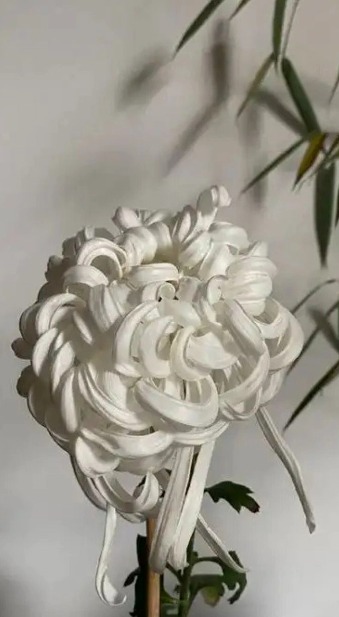 Hình nền hoa cúc trắng 3