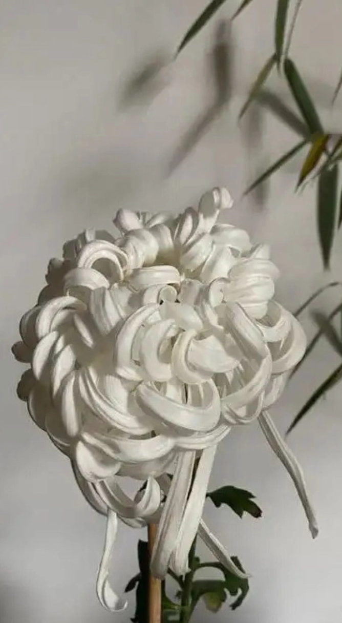 Hình nền hoa cúc trắng 3 sắc nét