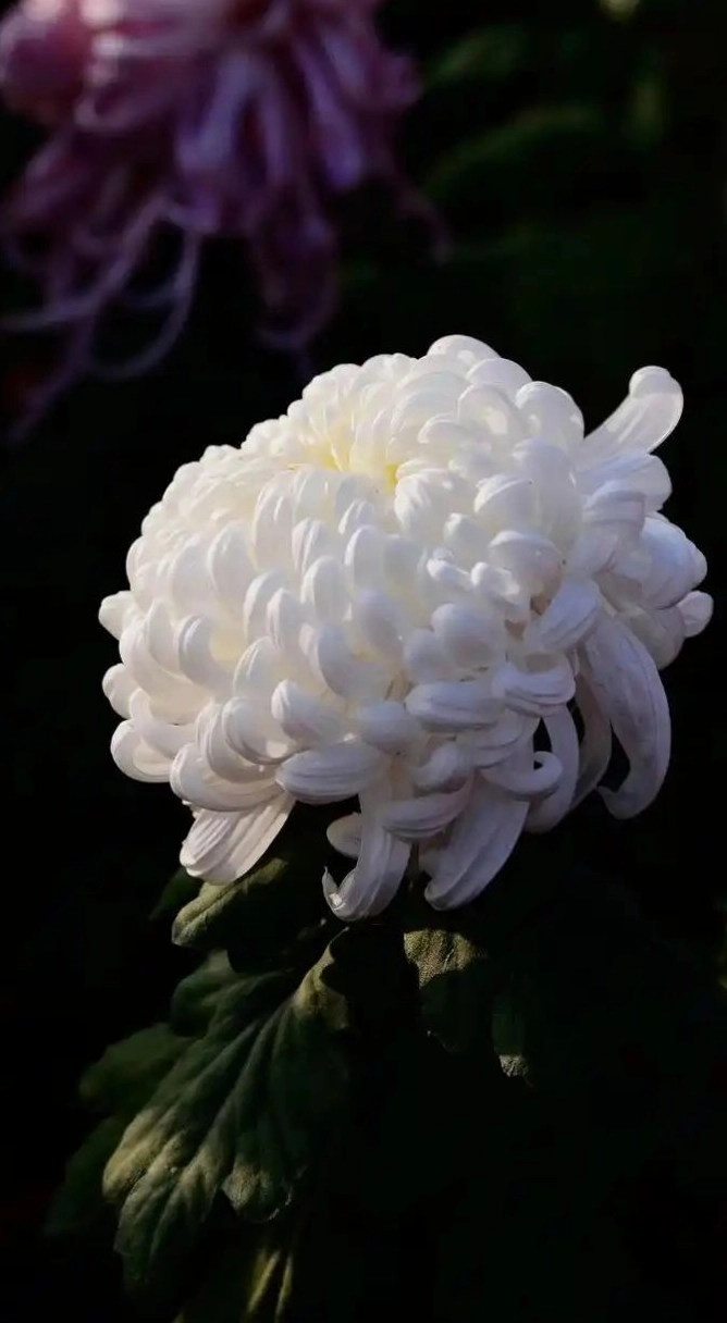 Hình nền hoa cúc trắng 4