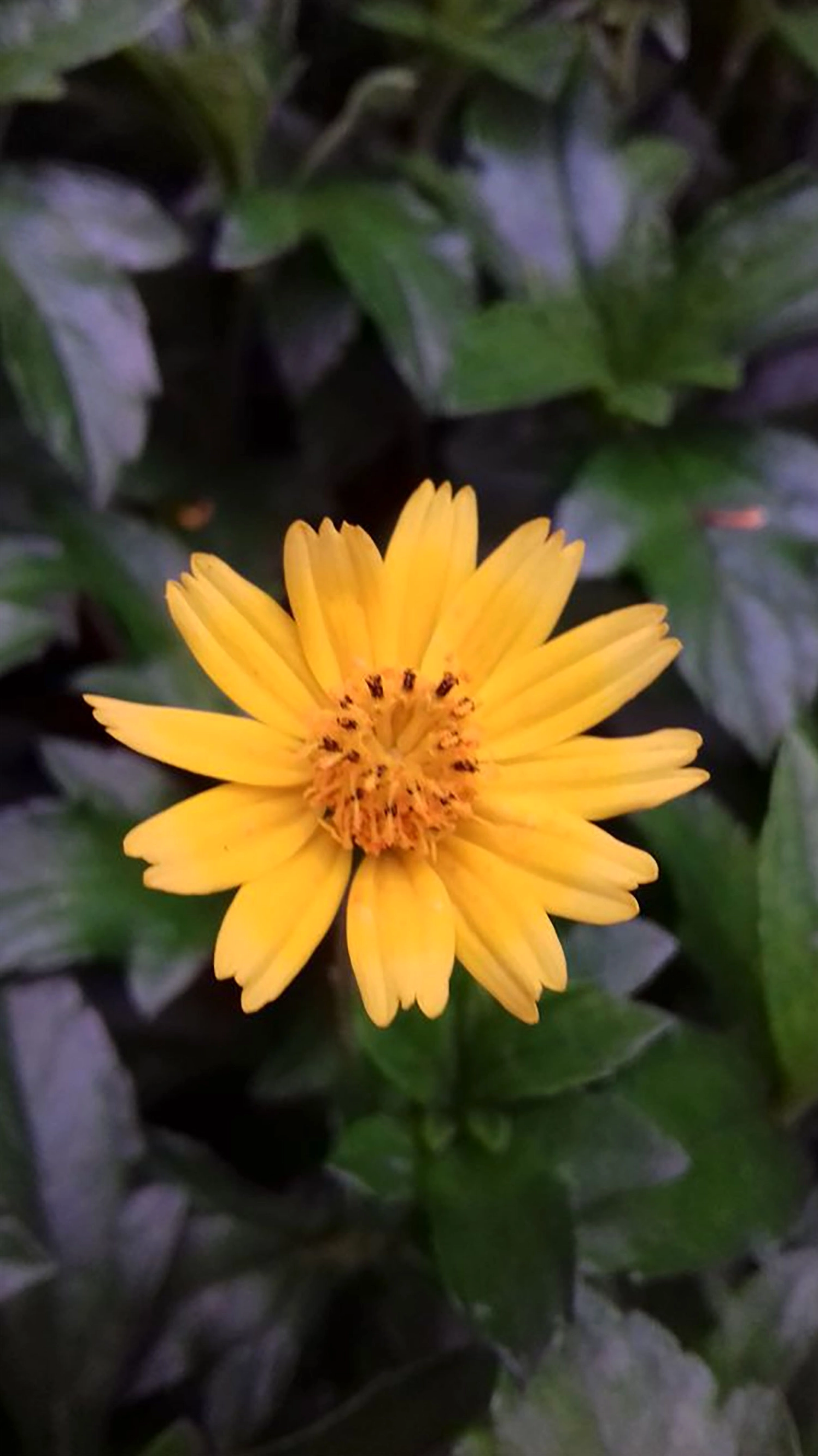 hình nền hoa cúc trắng chất lượng 4k