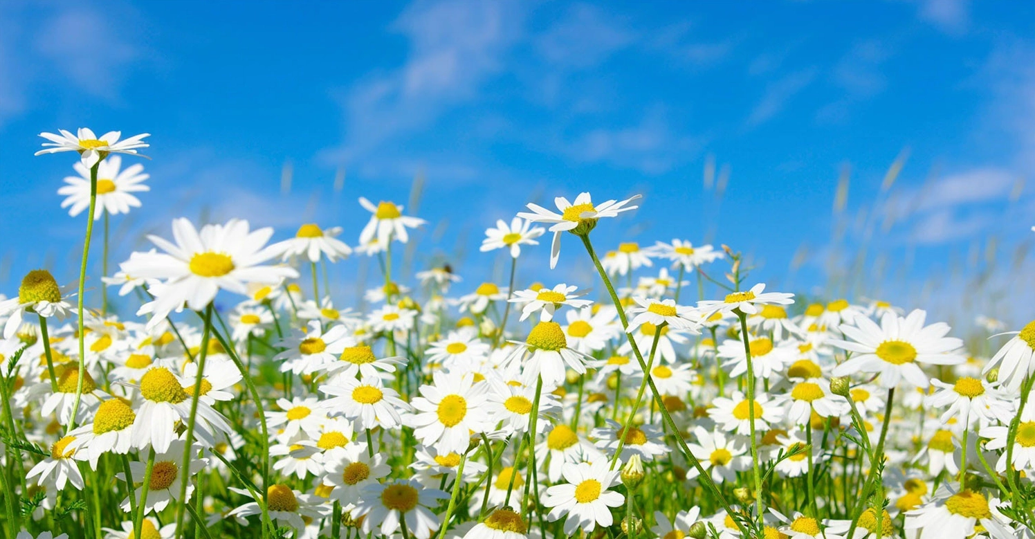 hình nền hoa cúc trắng cho máy tính
