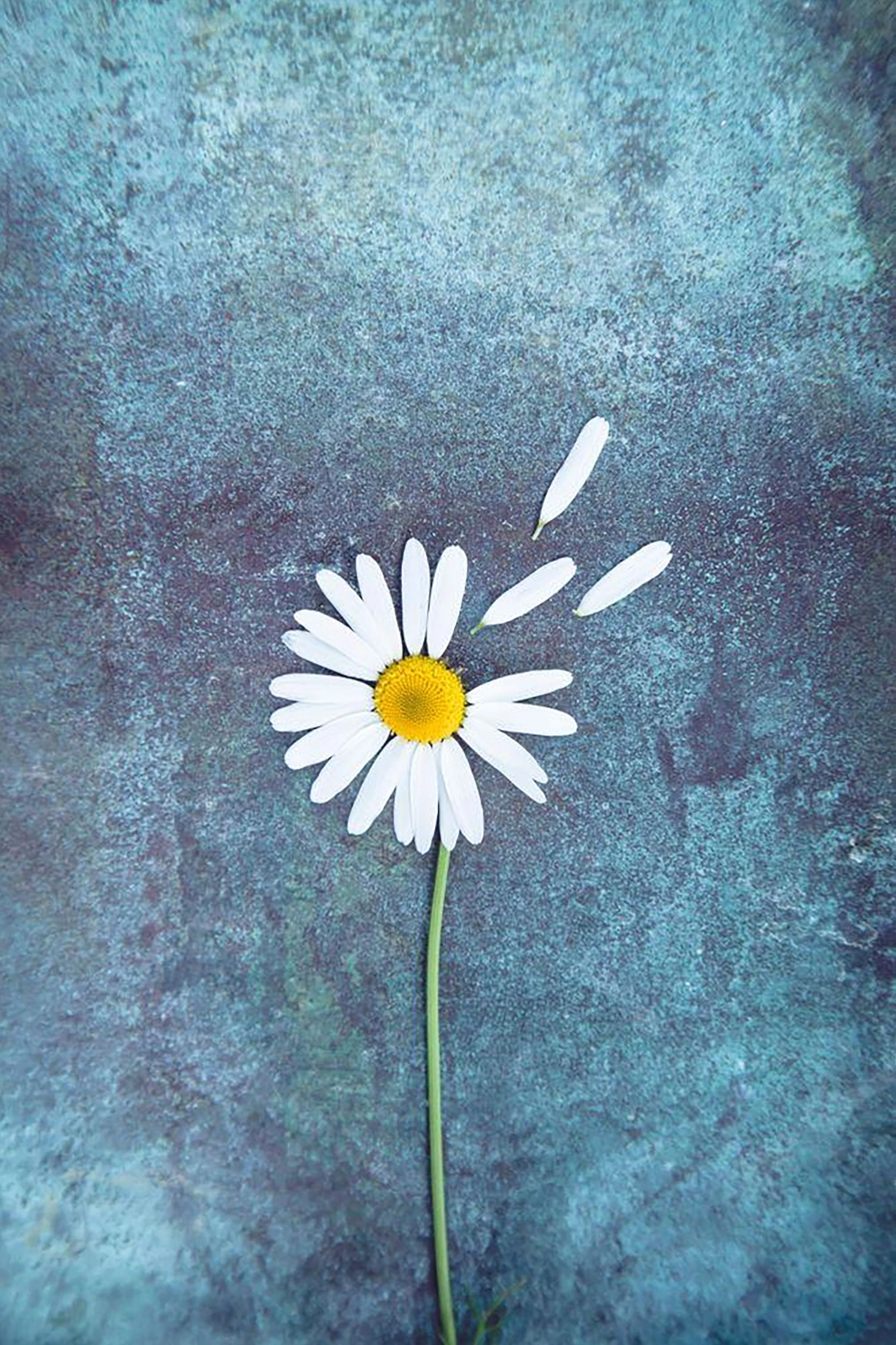 hình nền hoa cúc trắng độc đáo