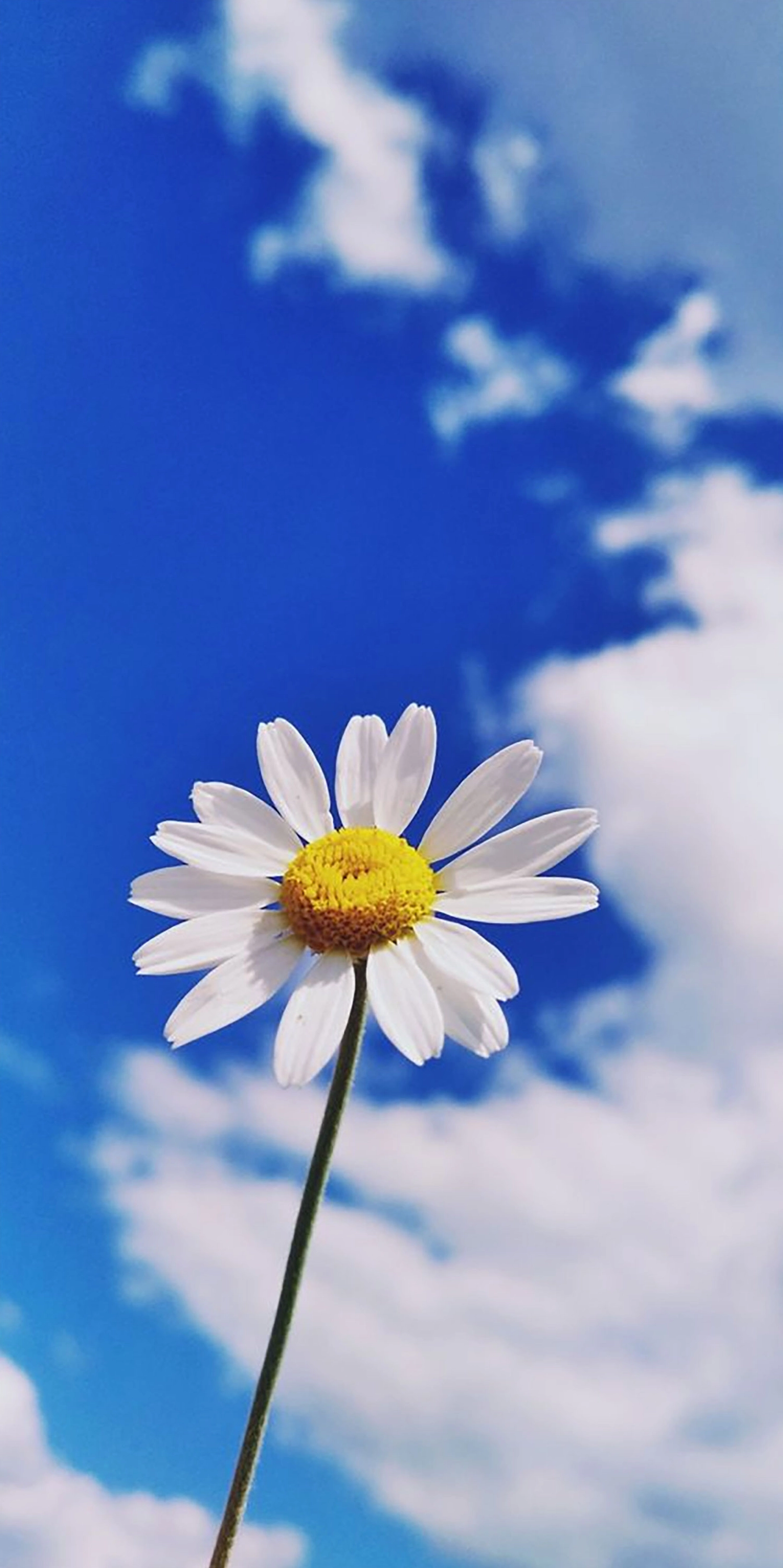 hình nền hoa cúc trắng full hd chất lượng 4k