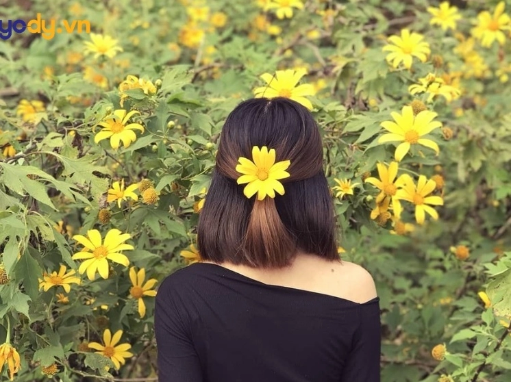 hinh nen hoa da quy bình minh