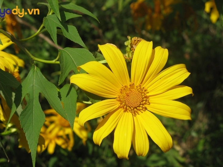 hinh nen hoa da quy khoe sắc