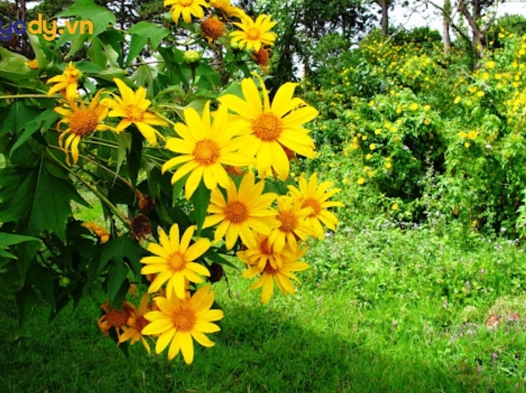 hinh nen hoa da quy lung linh