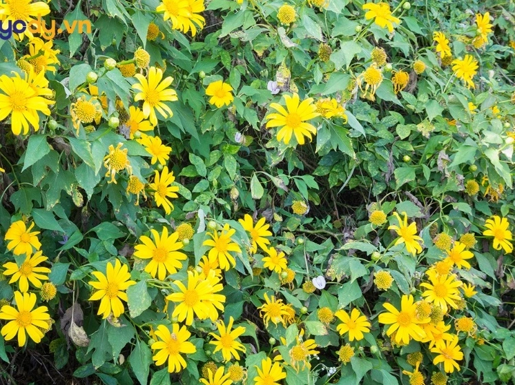 hinh nen hoa da quy mộc mạc