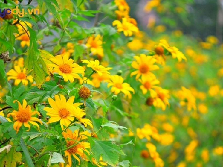 hinh nen hoa da quy rực rỡ