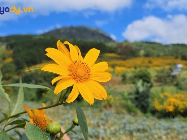 hinh nen hoa da quy thanh bình