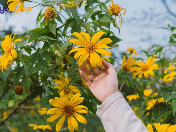 hinh nen hoa da quy tự nhiên
