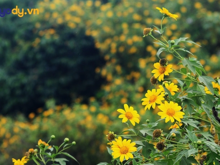hinh nen hoa da quy tươi sáng