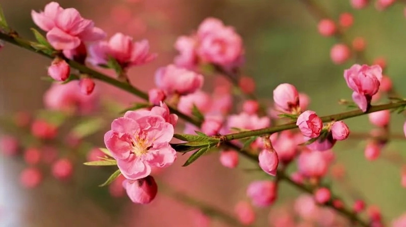 Hình nền hoa đào cho desktop