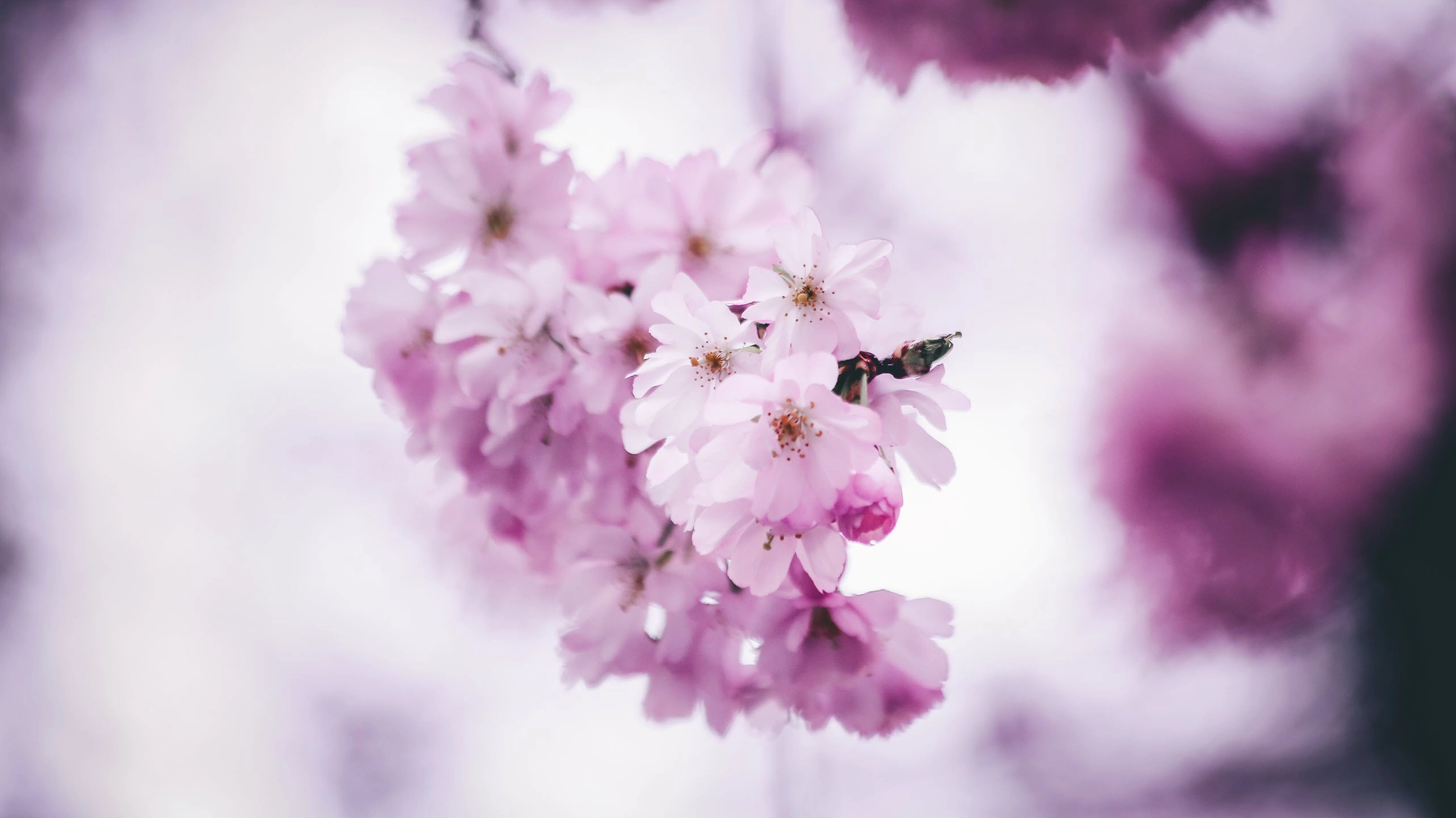 Hình nền hoa đào mùa xuân đẹp