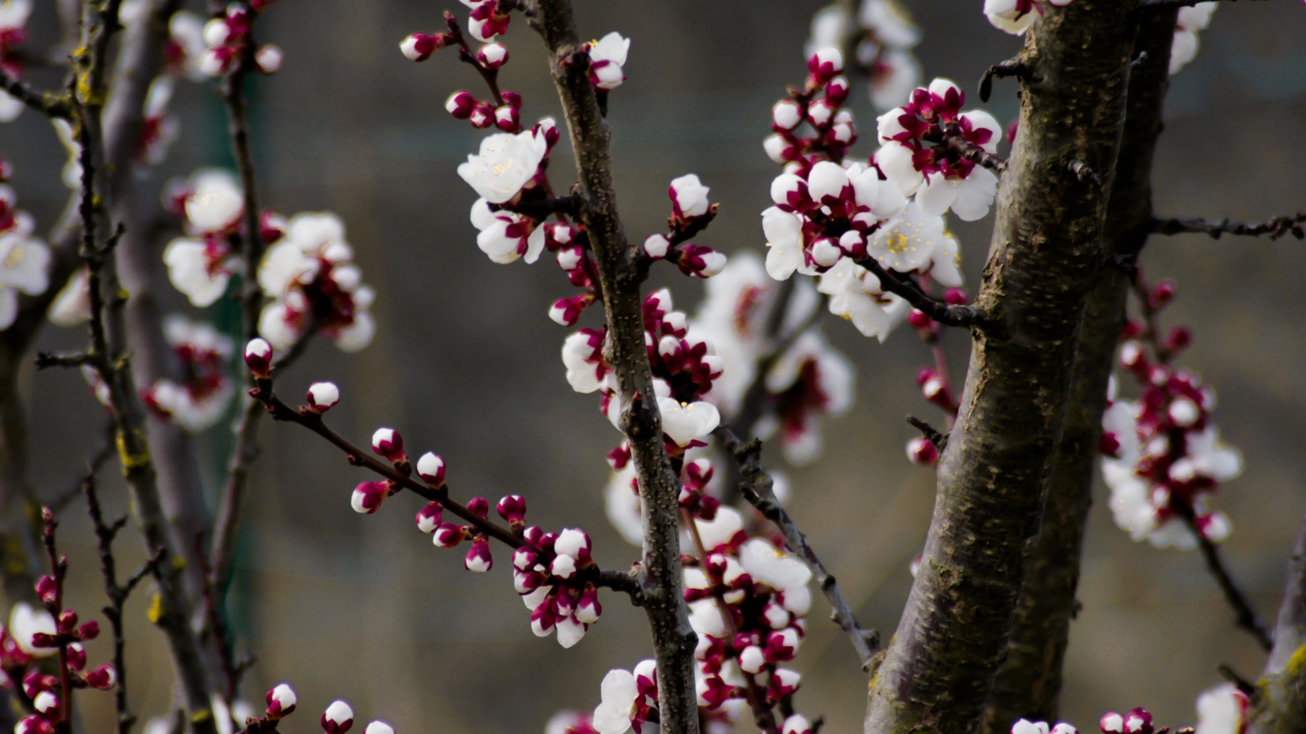 Hình nền hoa đào rừng mùa xuân