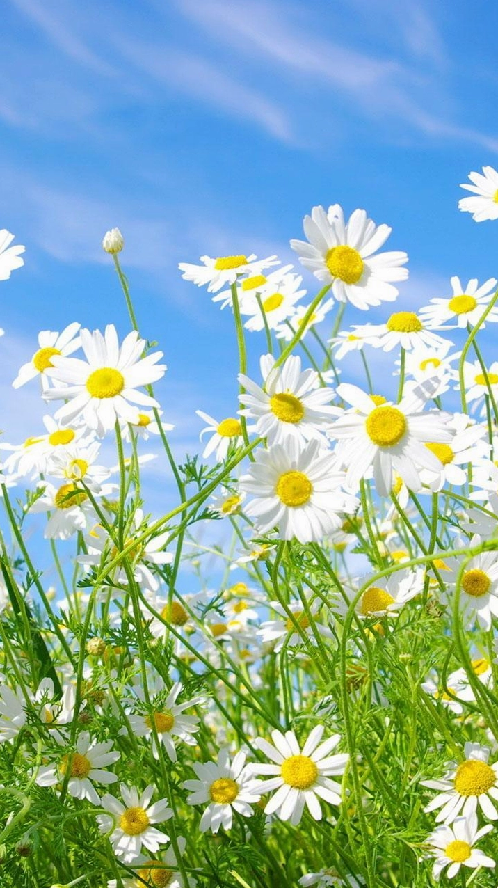 Hình nền hoa đẹp dành cho điện thoại