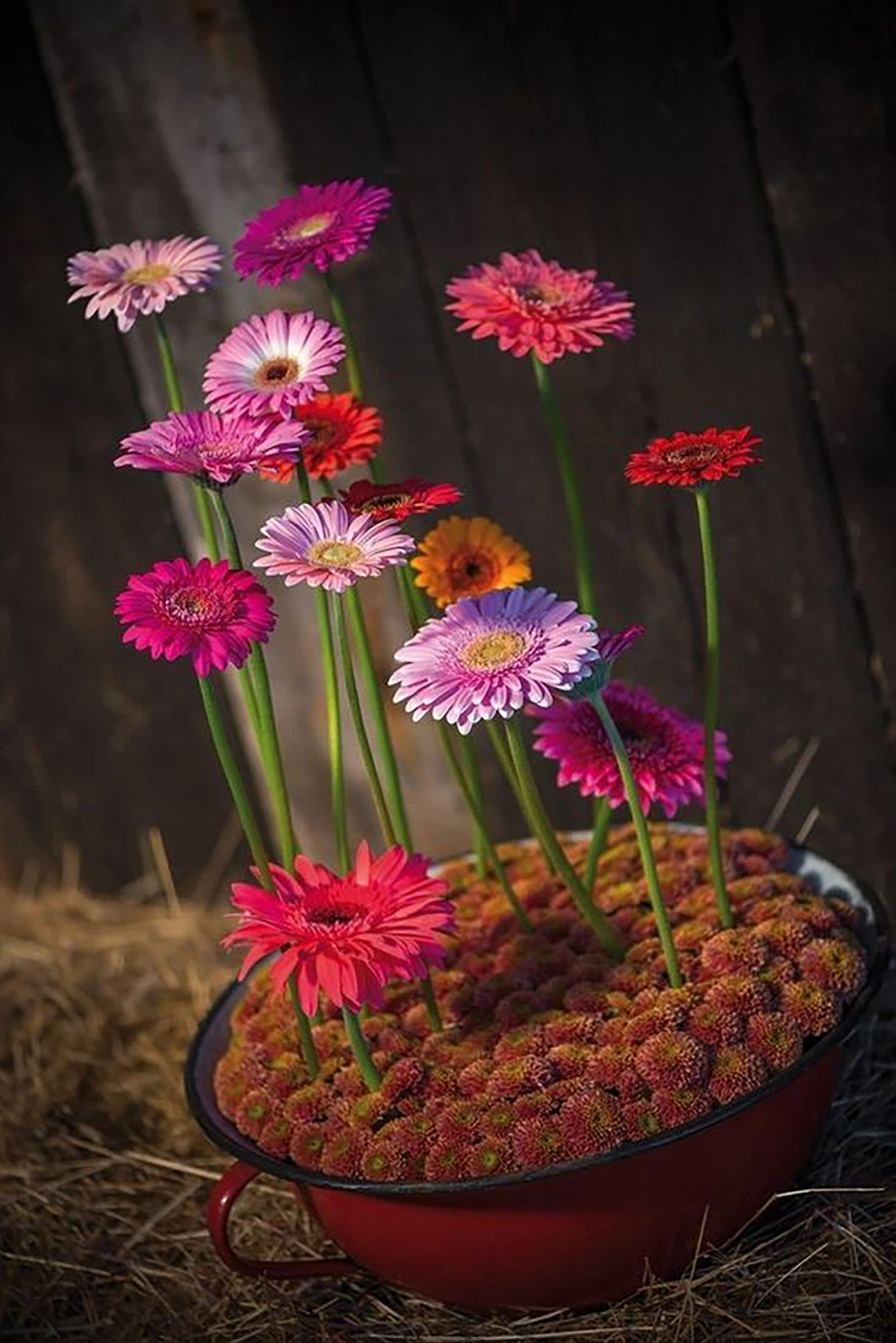 Hình nền hoa đồng tiền dại sặc sỡ