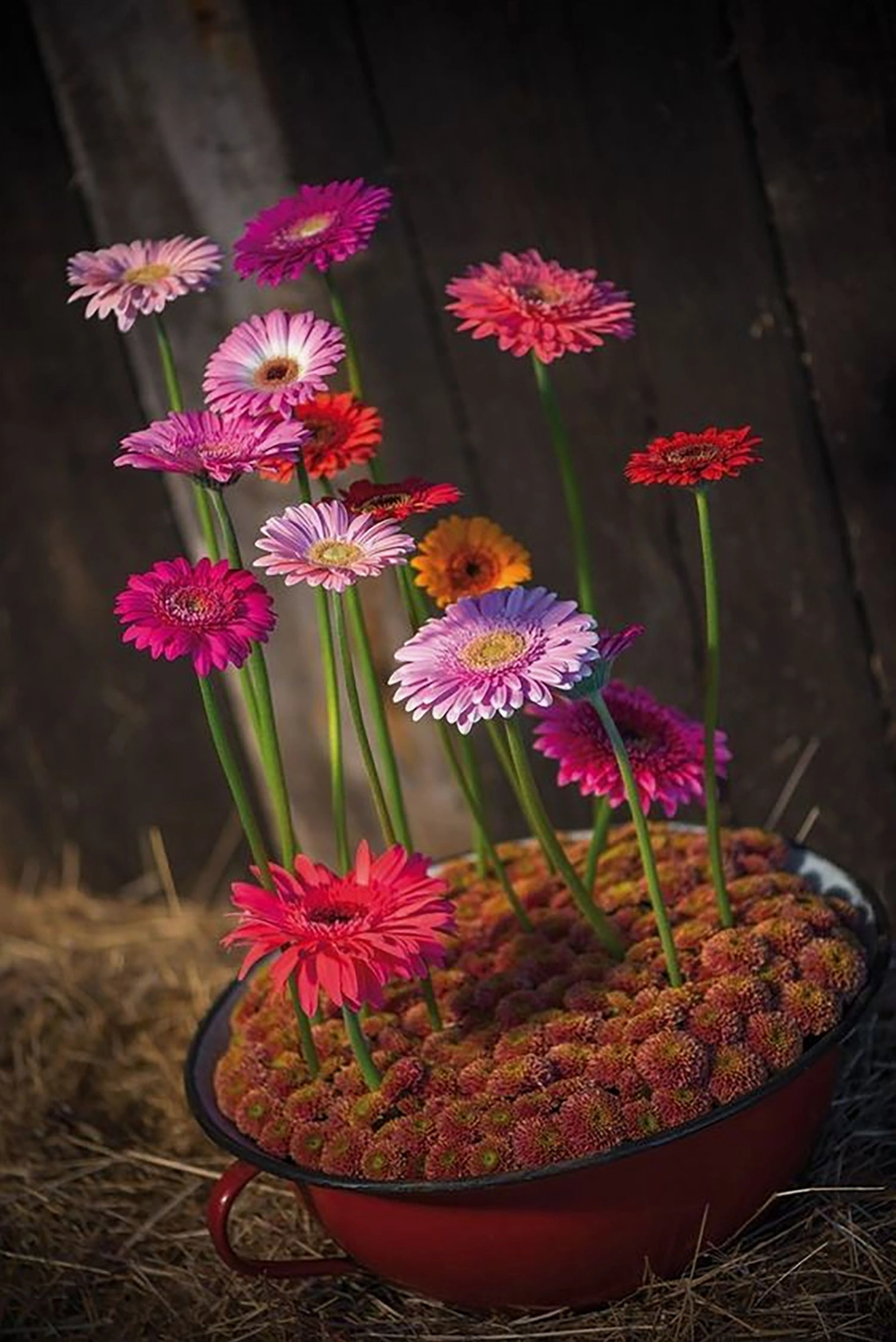 Hình nền hoa đồng tiền may mắn