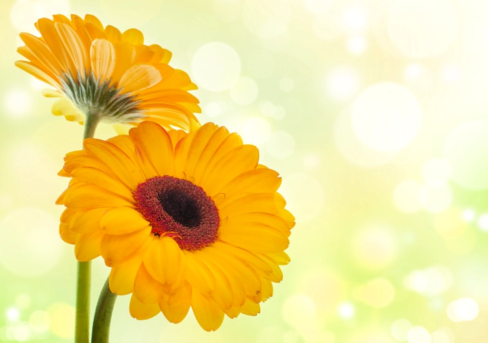 Hình nền hoa đồng tiền vàng rực rỡ mang ý nghĩa tài lộc