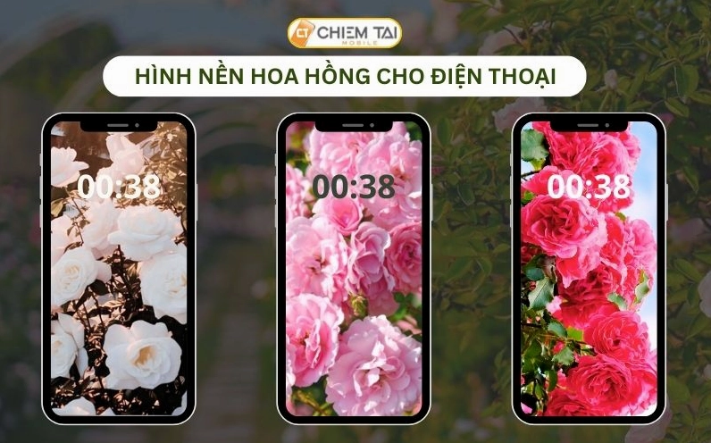 Hình nền hoa hồng cho điện thoại góc chụp cận cảnh siêu nét