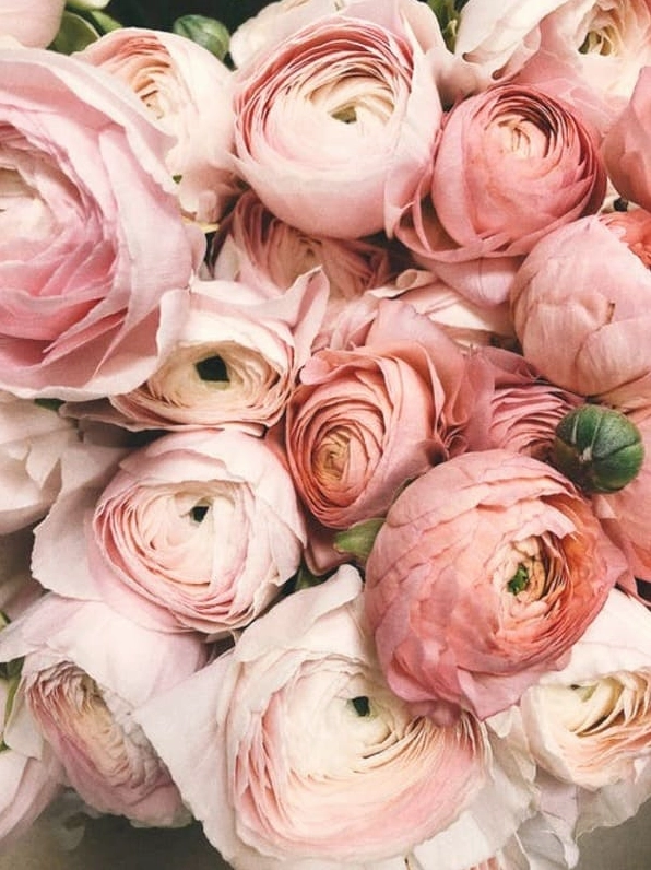 Hình nền hoa hồng đen ma mị