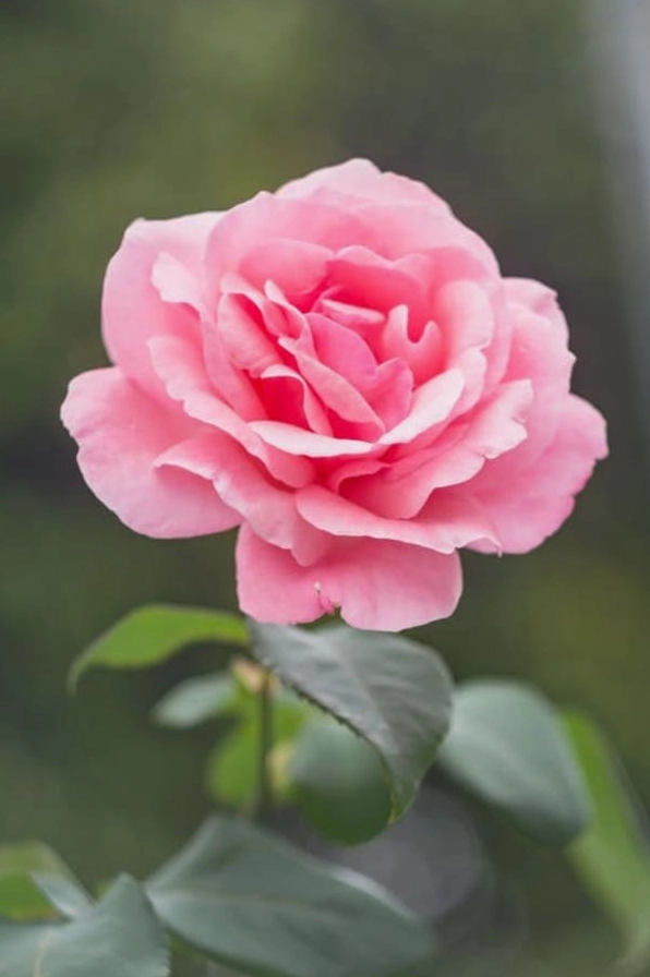 hình nền hoa hồng đẹp nhất thế giới