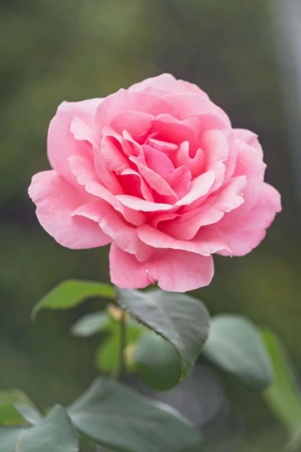 Hình nền hoa hồng đẹp nhất thế giới đầy tráng lệ