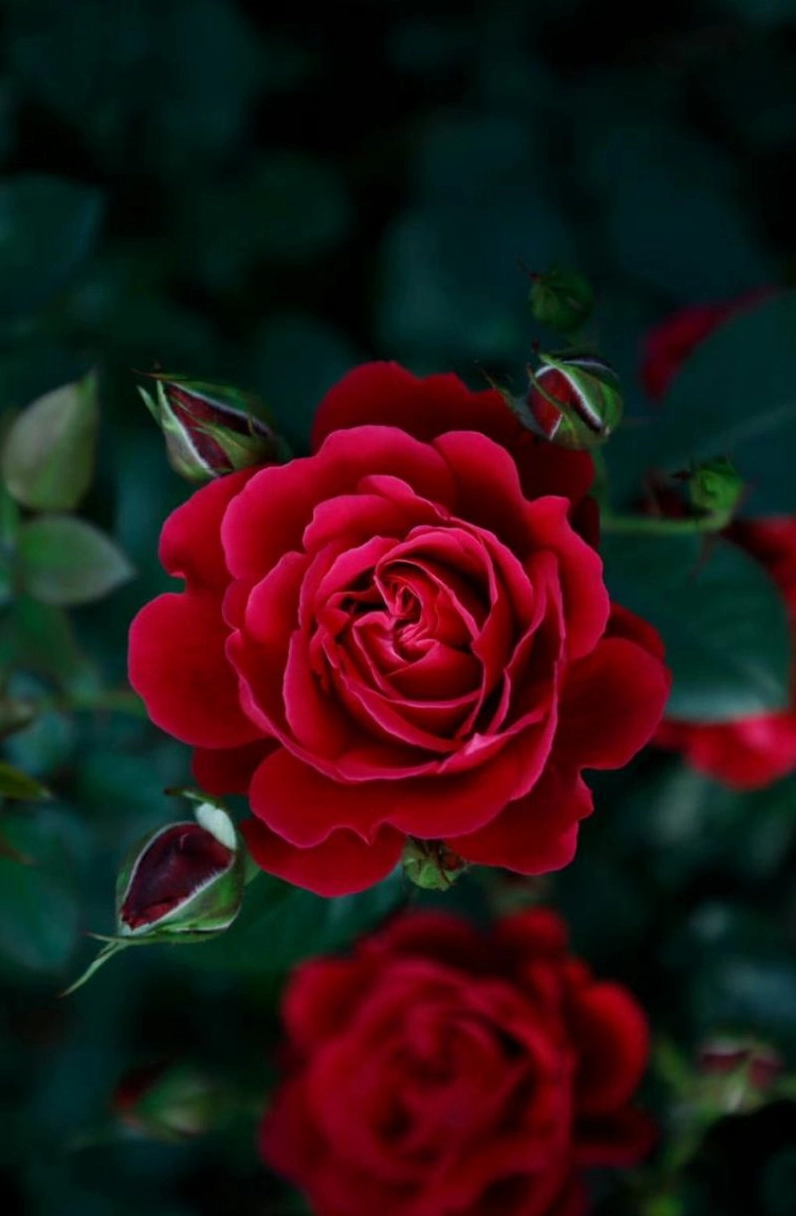 Hình nền hoa hồng đỏ 1