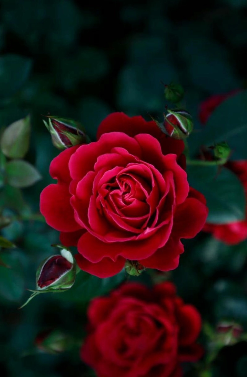 Hình nền hoa hồng đỏ 1