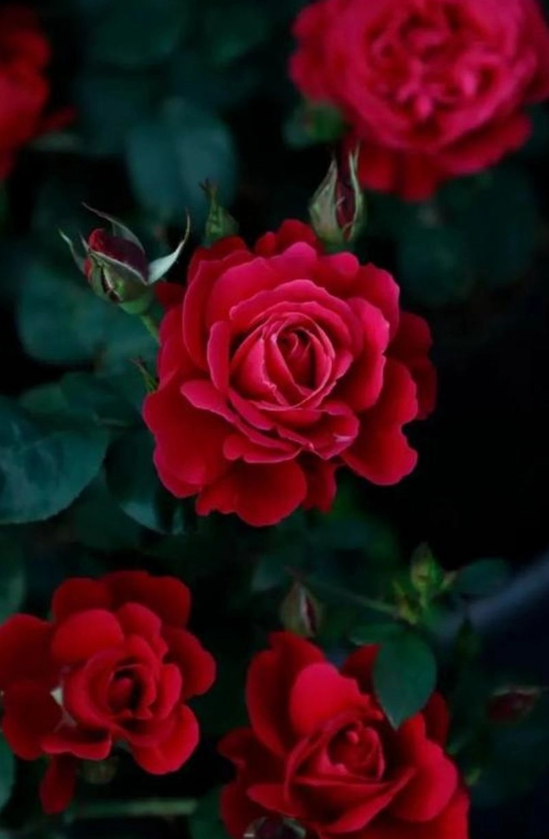Hình nền hoa hồng đỏ 2