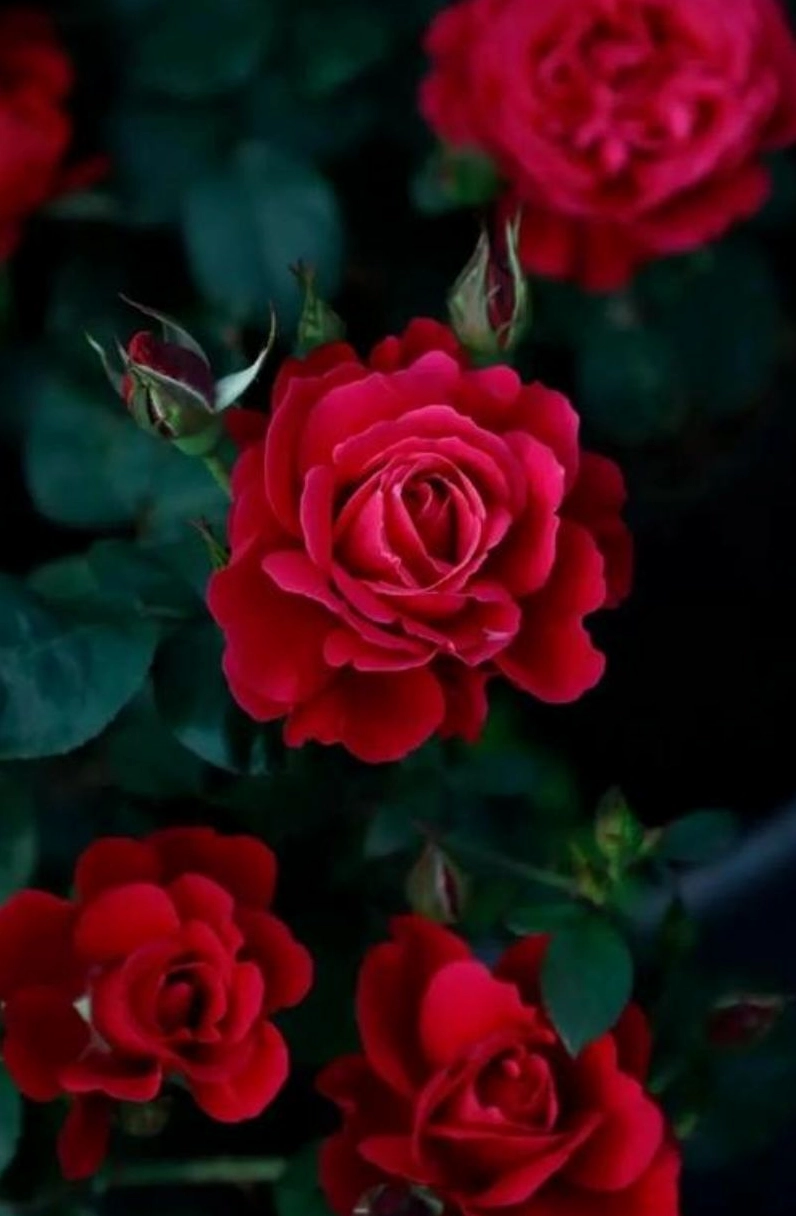 Hình nền hoa hồng đỏ 2 kiêu sa