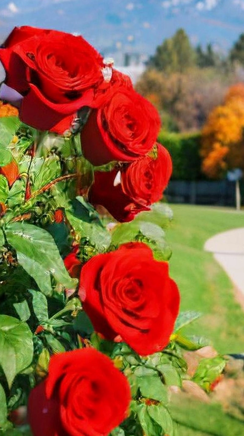 Hình nền hoa hồng đỏ 3 lãng mạn