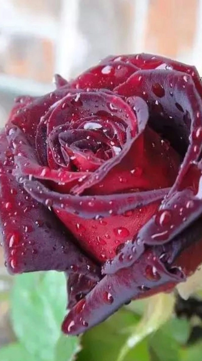 Hình nền hoa hồng đỏ 4