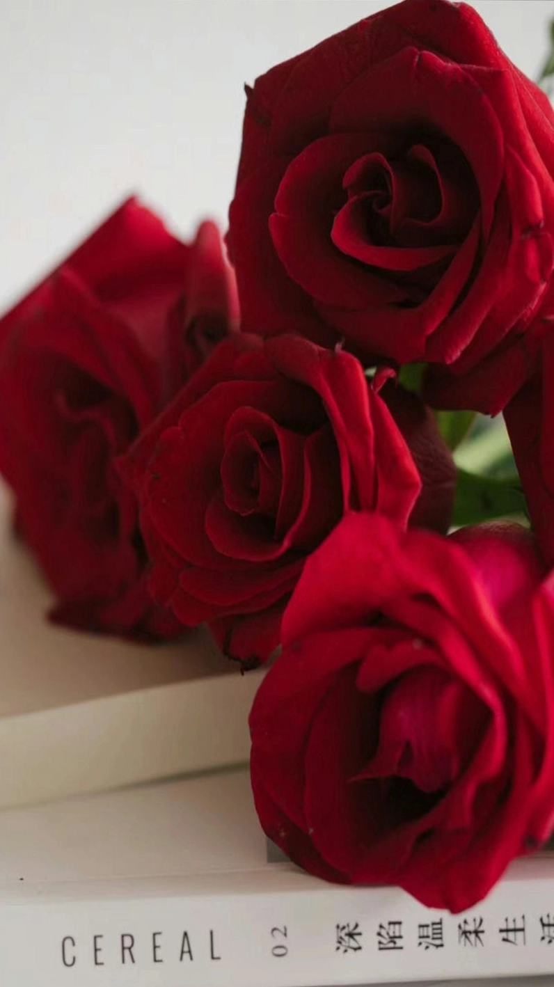 Hình nền hoa hồng đỏ 5