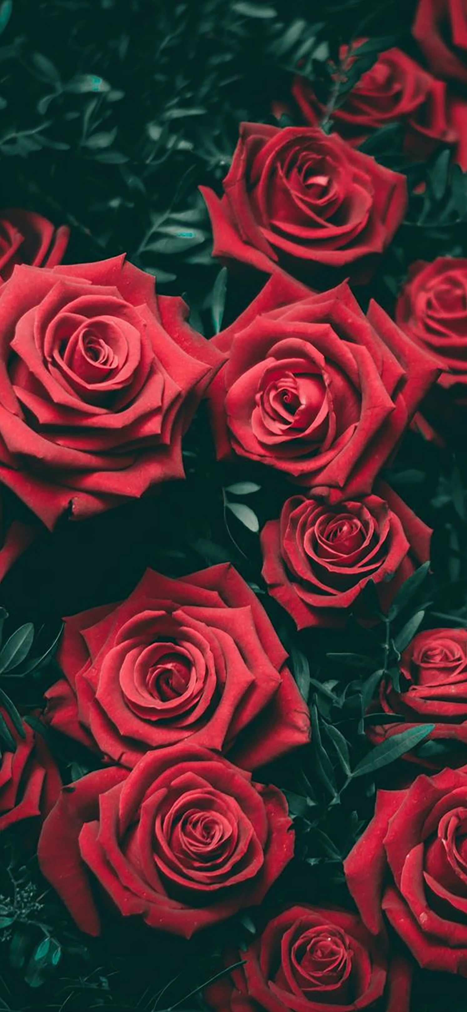 hinh nen hoa hong do cho dien thoai quyen ru