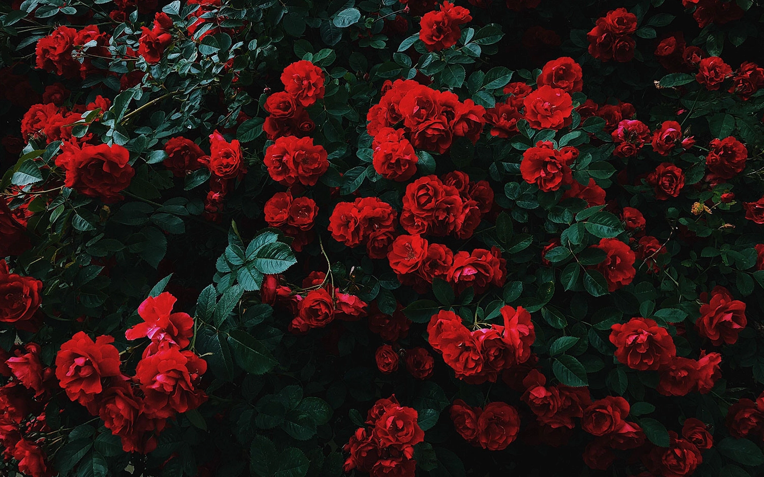 Hình nền hoa hồng đỏ rõ nét từng chi tiết cho máy tính